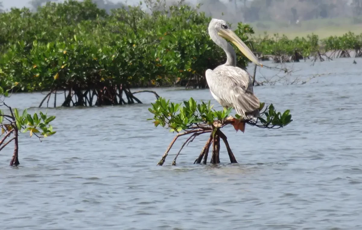 Delta du Saloum, Sénégal